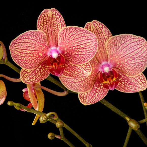 orchid7070